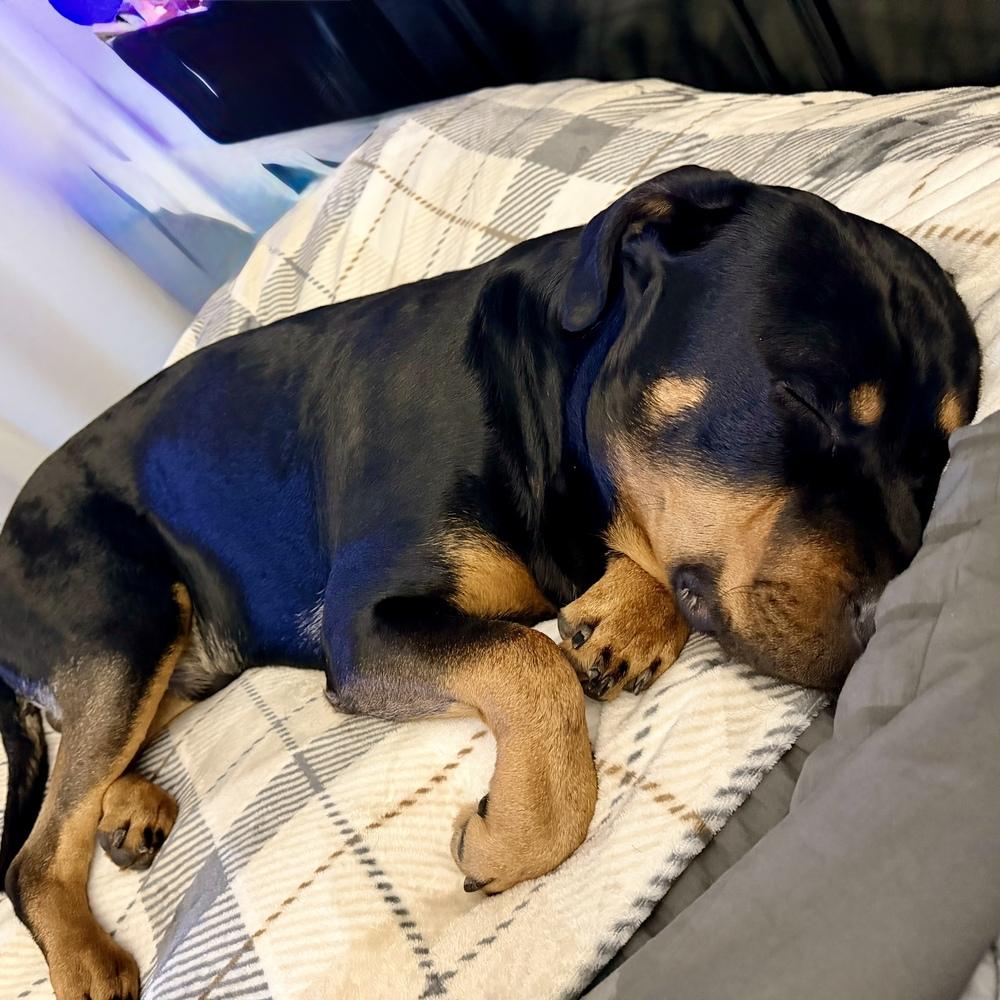 Enlarge Nixxon Oliver, a Adoptable Rottweiler in Hurricane, UT image 2/4