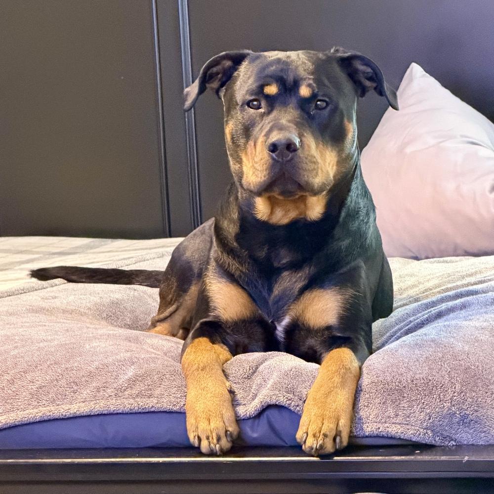 Enlarge Nixxon Oliver, a Adoptable Rottweiler in Hurricane, UT image 3/4