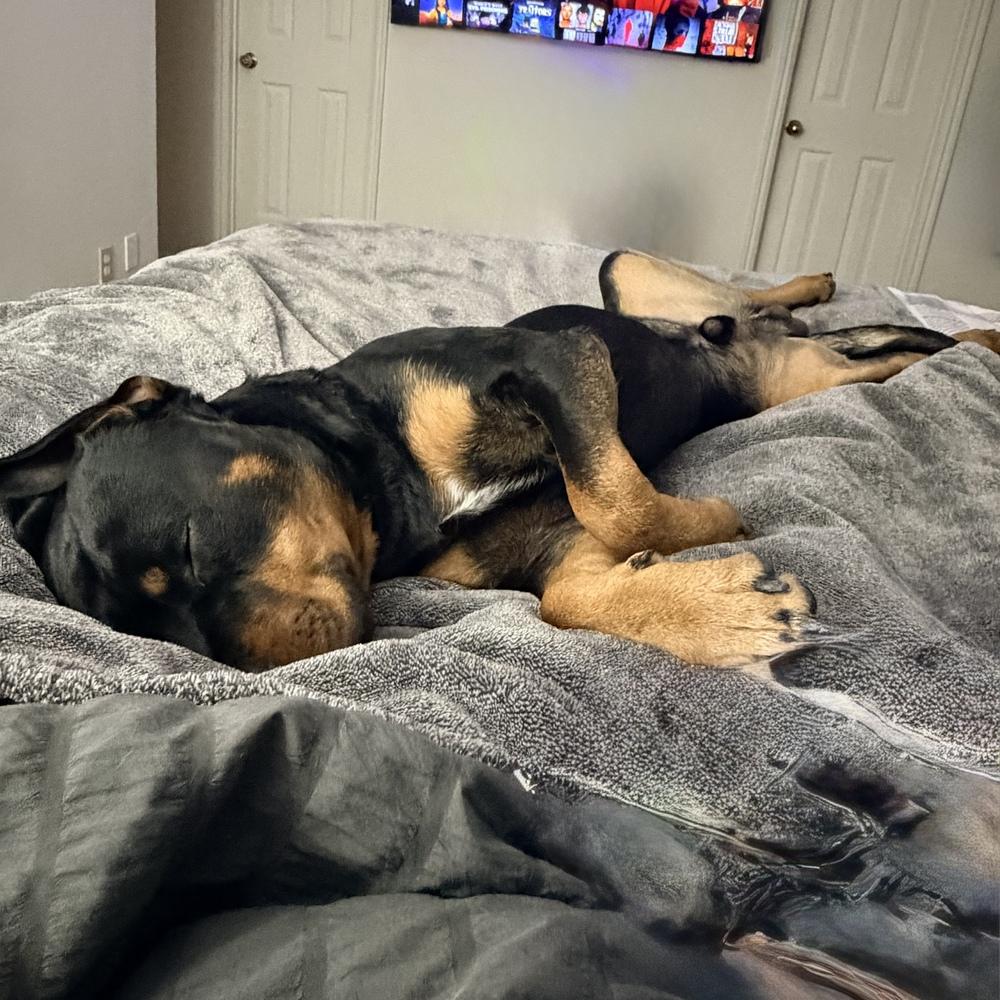 Enlarge Nixxon Oliver, a Adoptable Rottweiler in Hurricane, UT image 4/4