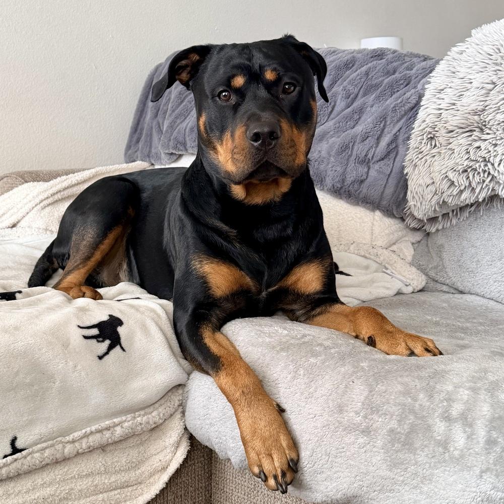 Enlarge Nixxon Oliver, a Adoptable Rottweiler in Hurricane, UT image 1/4