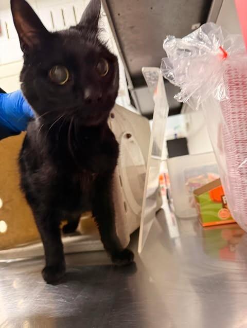 Gladys, Adoptable, Senior Female Domestic Short Hair.