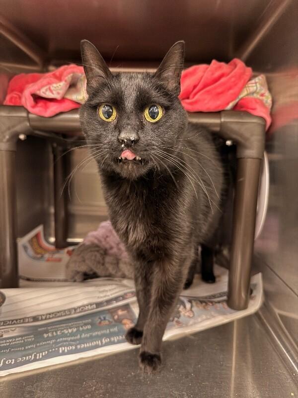 Enlarge Gladys, a Adoptable Domestic Short Hair in Fruit Heights, UT image 2/3