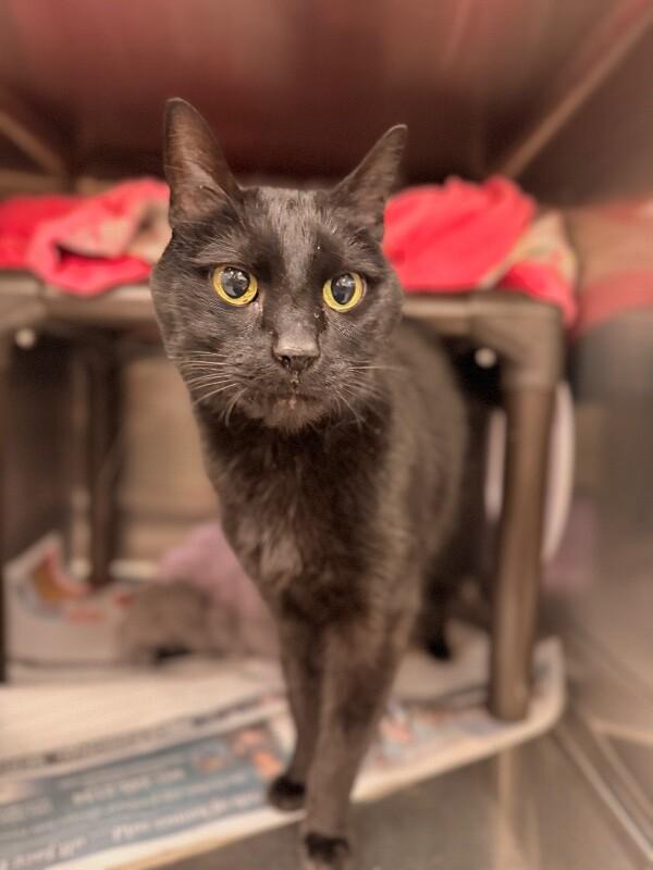 Enlarge Gladys, a Adoptable Domestic Short Hair in Fruit Heights, UT image 3/3
