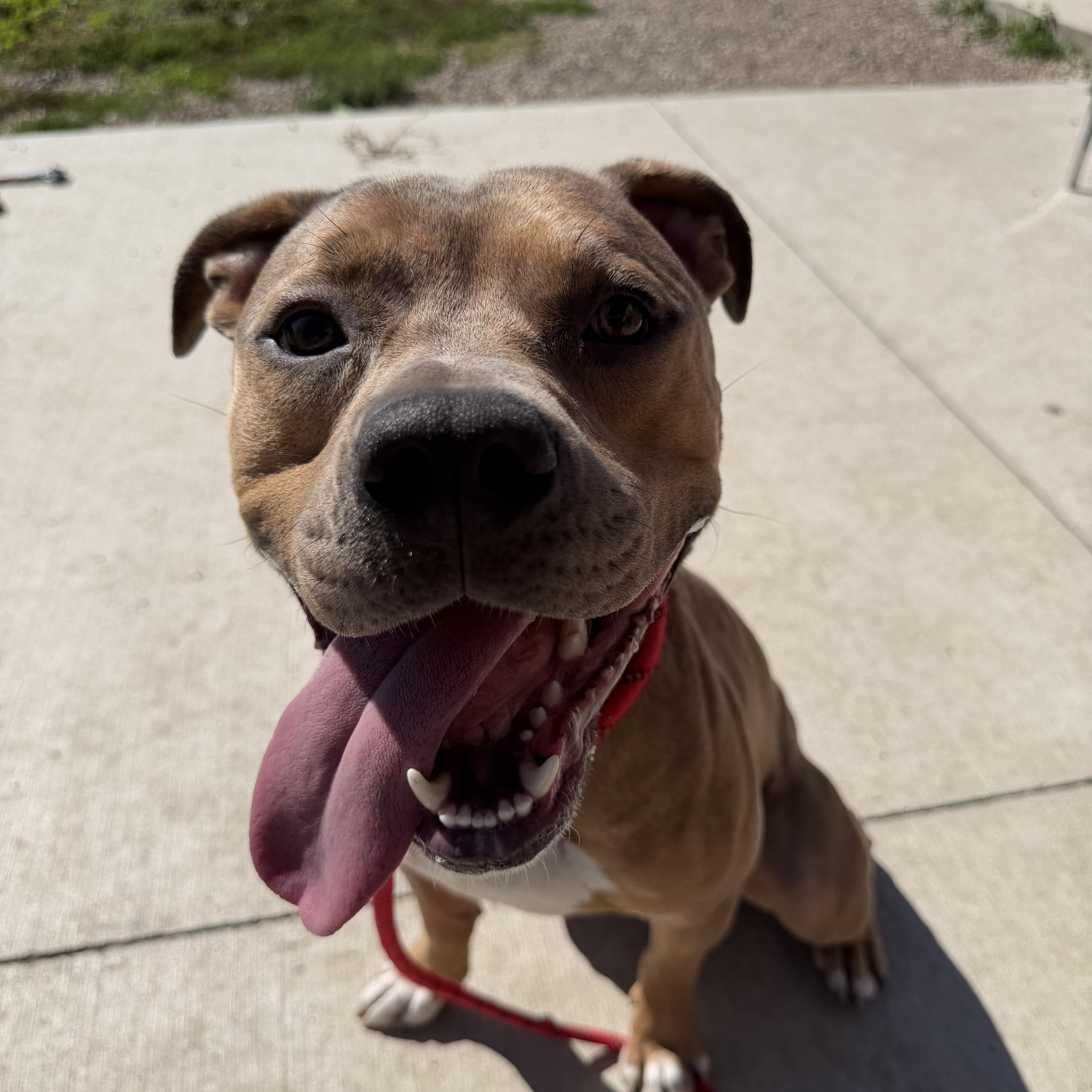 Enlarge Clyde, a Adoptable mixed breed in Spencer, IA image 1/1