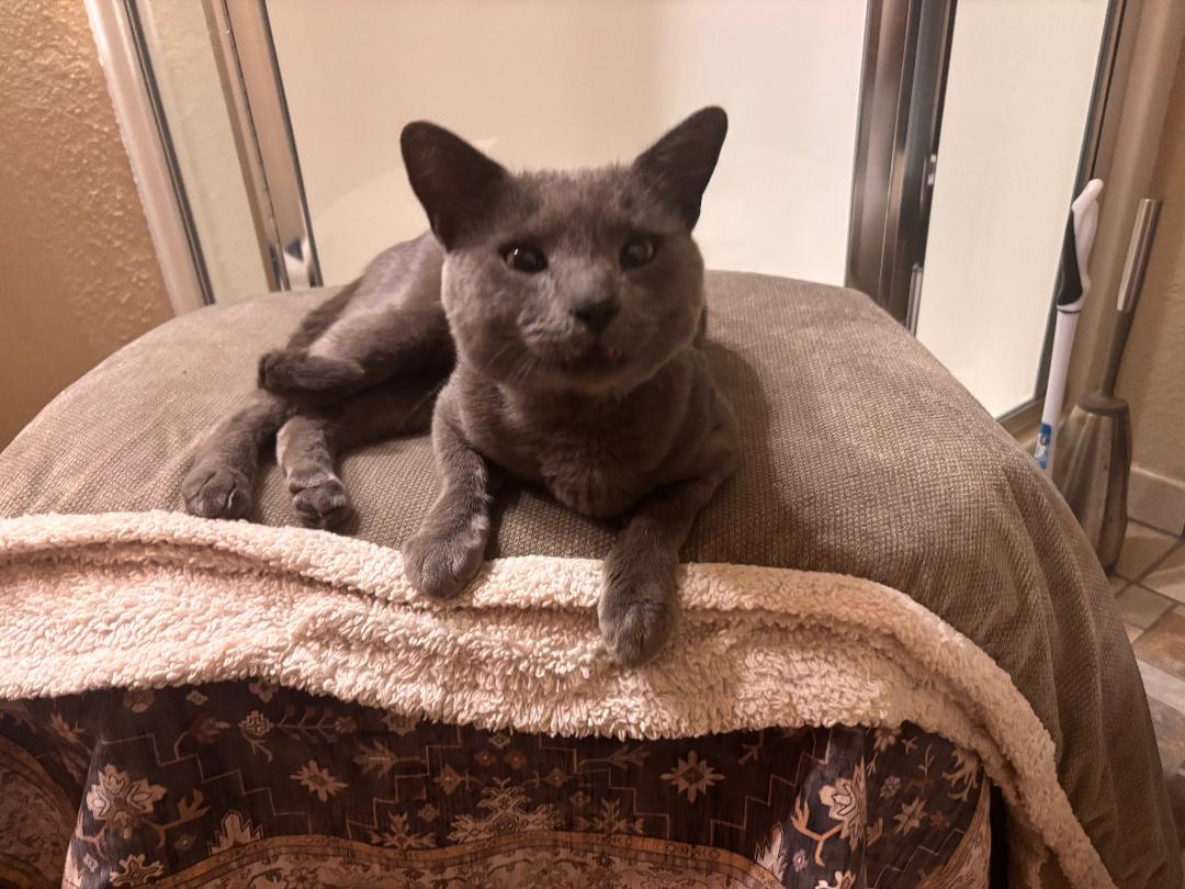 Enlarge Smokey, a Adoptable mixed breed in Vacaville, CA image 1/2