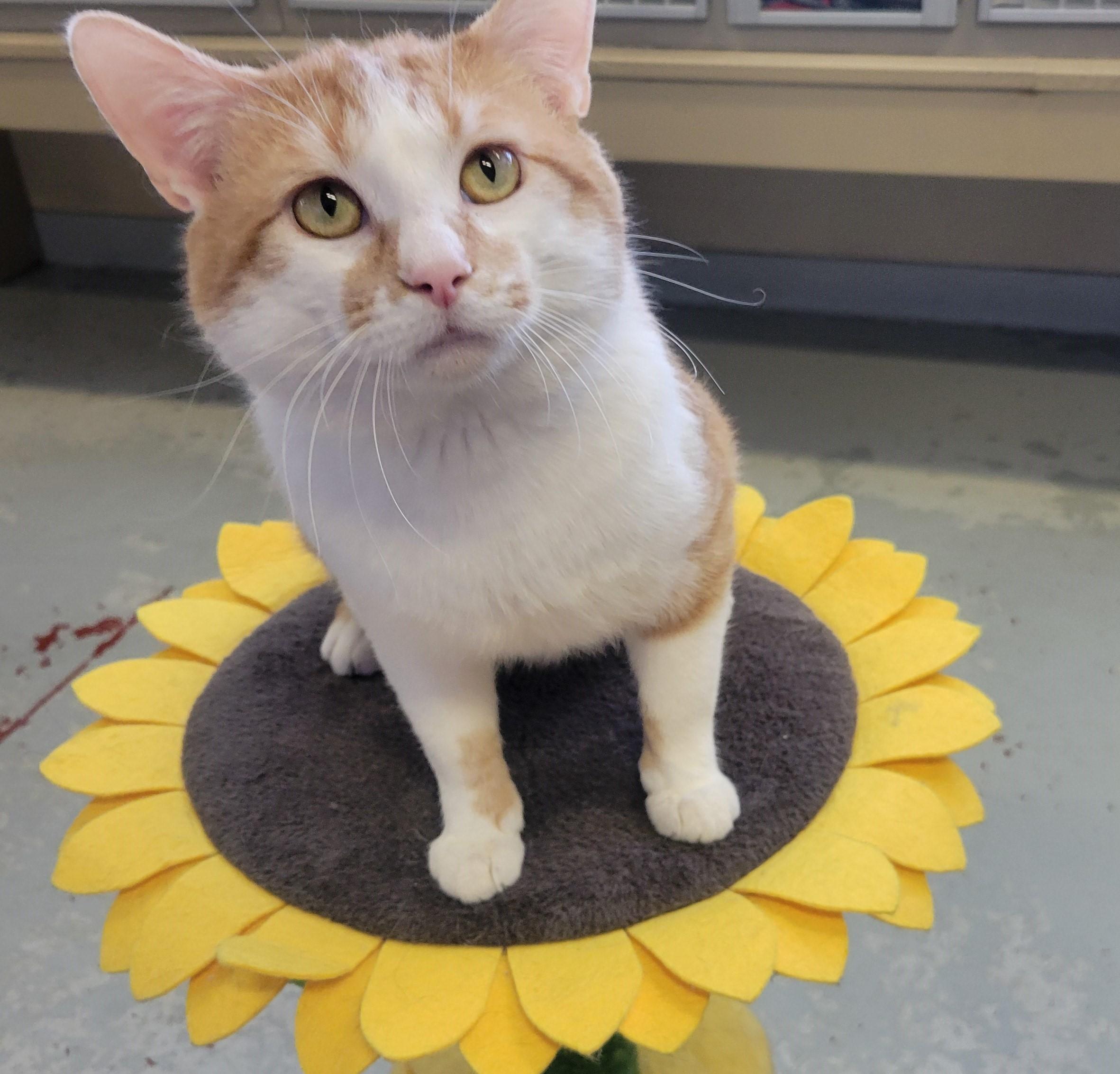 Blitz, an adopted Domestic Short Hair in Mason City, IA image 3/3