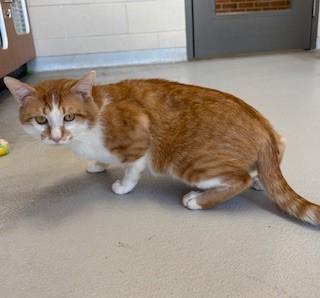 Blitz, adopted, Adult Male Domestic Short Hair.