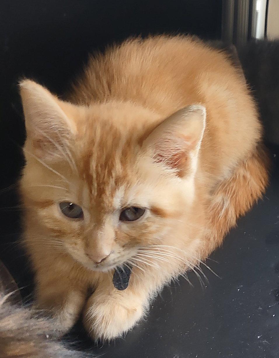 Bodhi, Adopted, Kitten Male Domestic Short Hair.