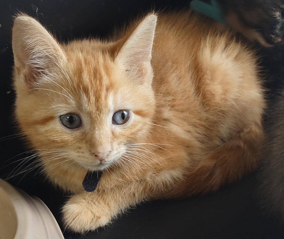 Bodhi, a Adopted Domestic Short Hair in Albemarle, NC image 2/2