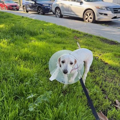 Enlarge Tate, a Adoptable mixed breed in San Francisco, CA image 1/2