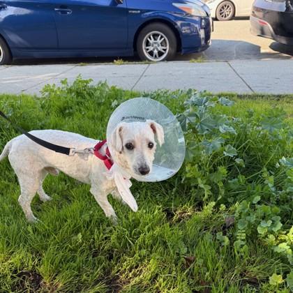 Enlarge Tate, a Adoptable mixed breed in San Francisco, CA image 2/2