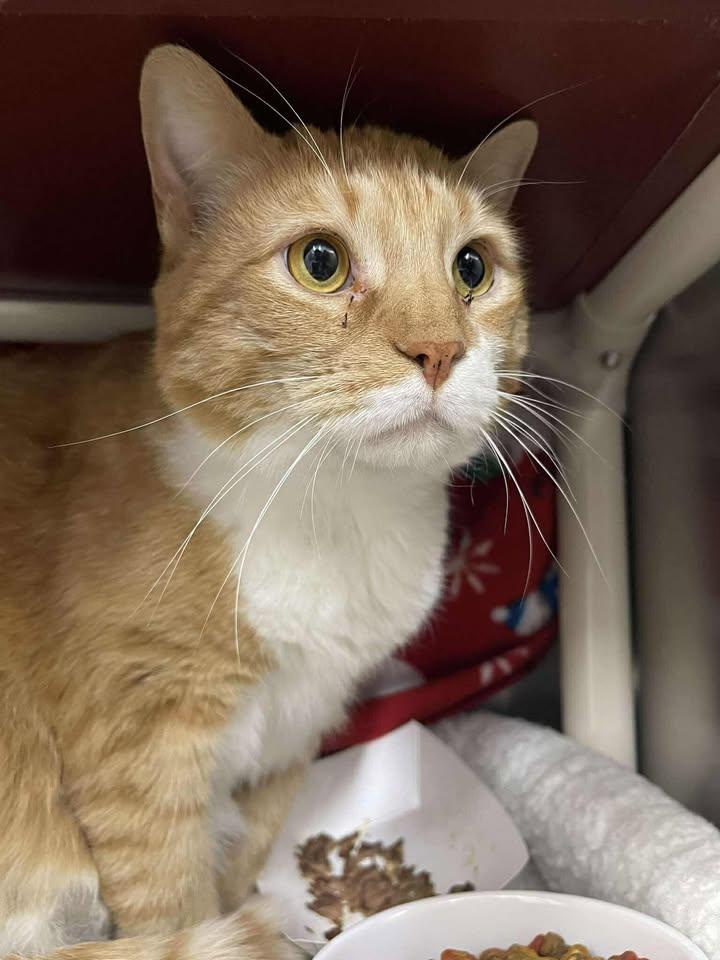 Discord, adopted, Adult Male Domestic Short Hair.