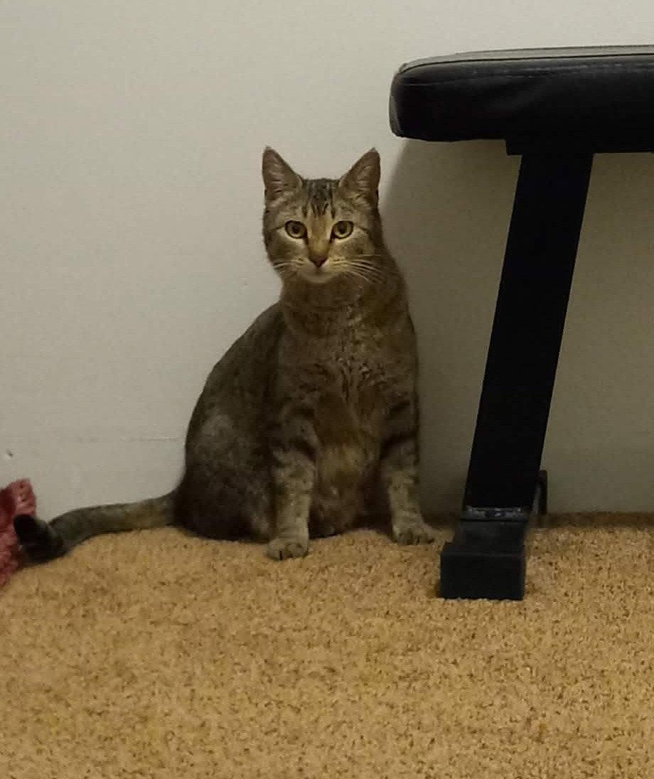 Enlarge Milan (courtesy post), a Adoptable mixed breed in Aurora, CO image 1/3