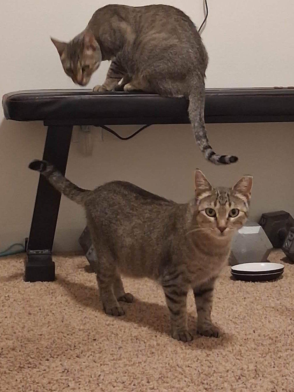Enlarge Milan (courtesy post), a Adoptable mixed breed in Aurora, CO image 2/3