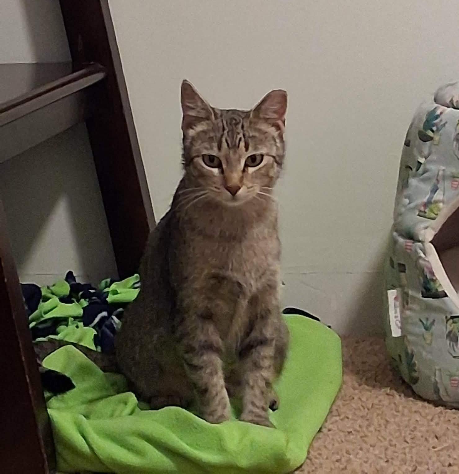Enlarge Milan (courtesy post), a Adoptable mixed breed in Aurora, CO image 3/3