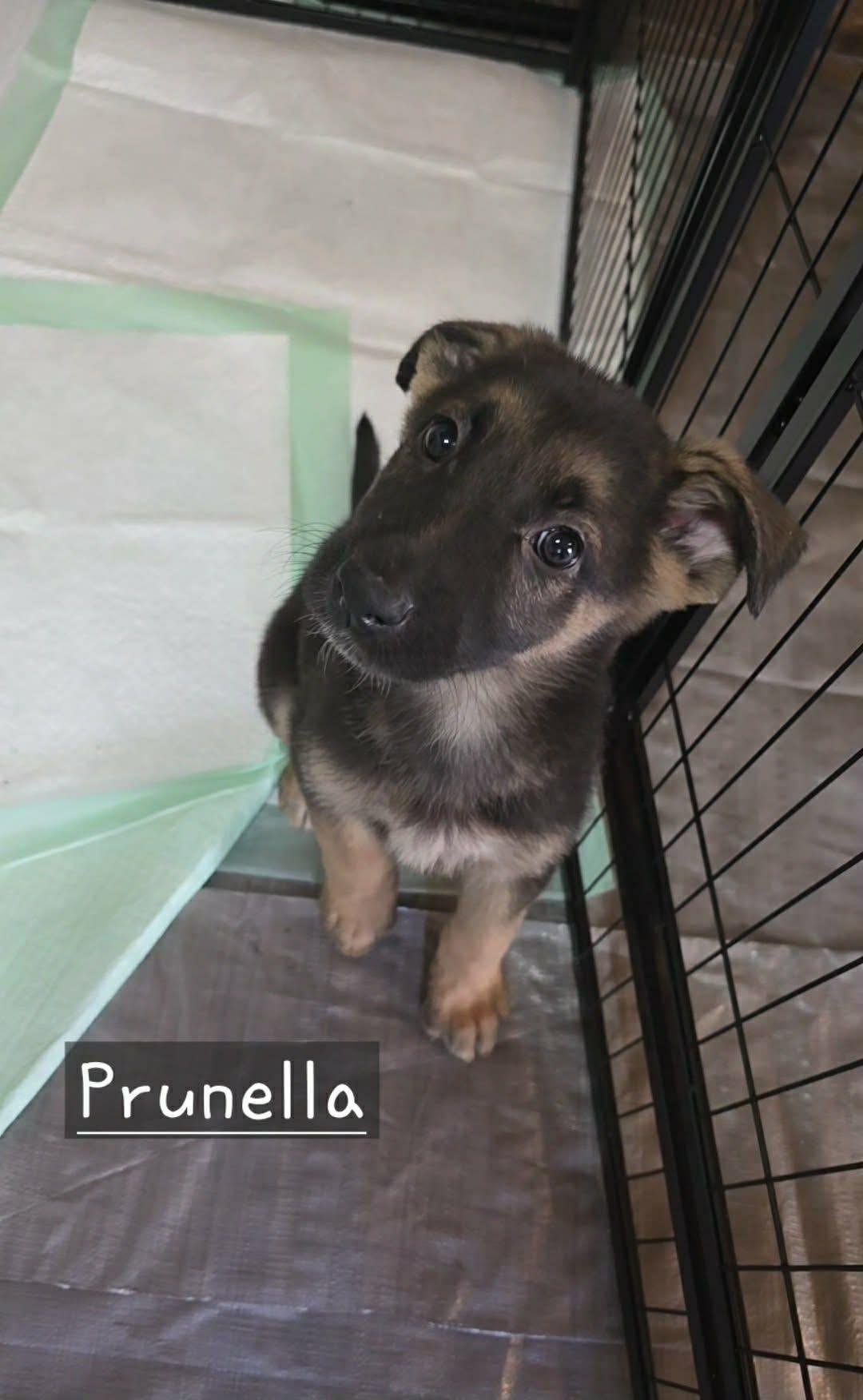 Prunella (20260213-04)