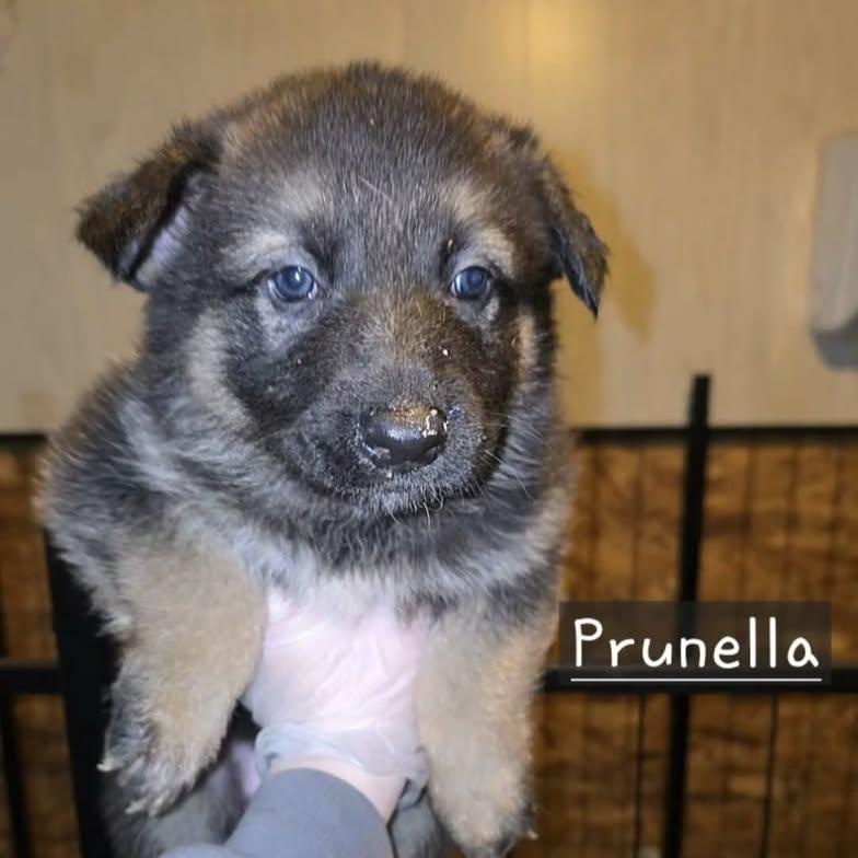 Prunella (20260213-04) — thumbnail 2