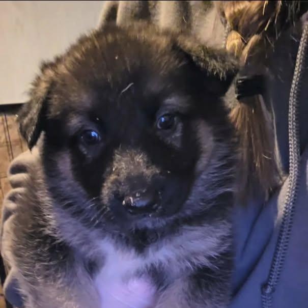 Prunella (20260213-04) — thumbnail 3