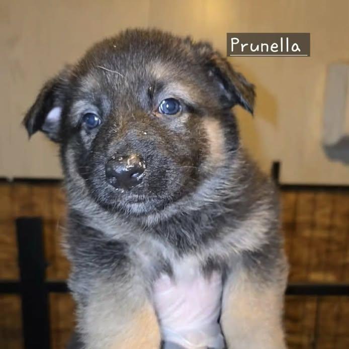 Prunella (20260213-04) — thumbnail 4