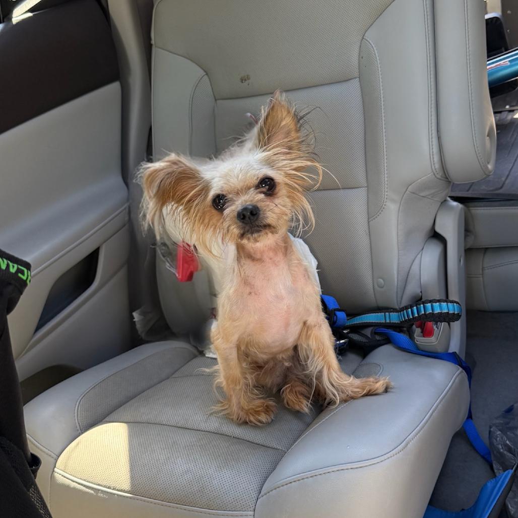 Chop, Adoptable, Senior Male Yorkshire Terrier.