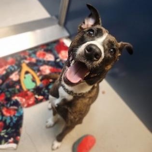 Enlarge Laika, an adopted mixed breed in Bellingham, WA image 2/3