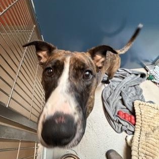 Enlarge Laika, an adopted mixed breed in Bellingham, WA image 3/3