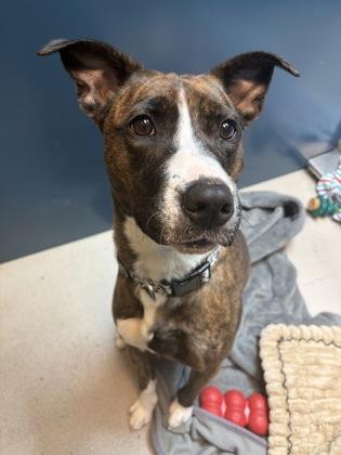 Enlarge Laika, an adopted mixed breed in Bellingham, WA image 1/3