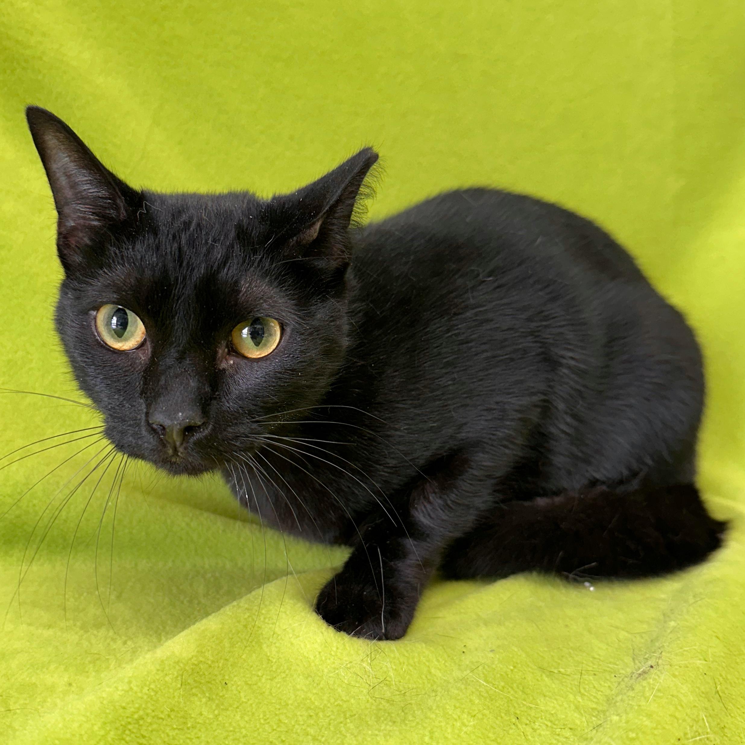 Enlarge Kelp, an adopted Domestic Short Hair in Valdosta, GA image 1/2