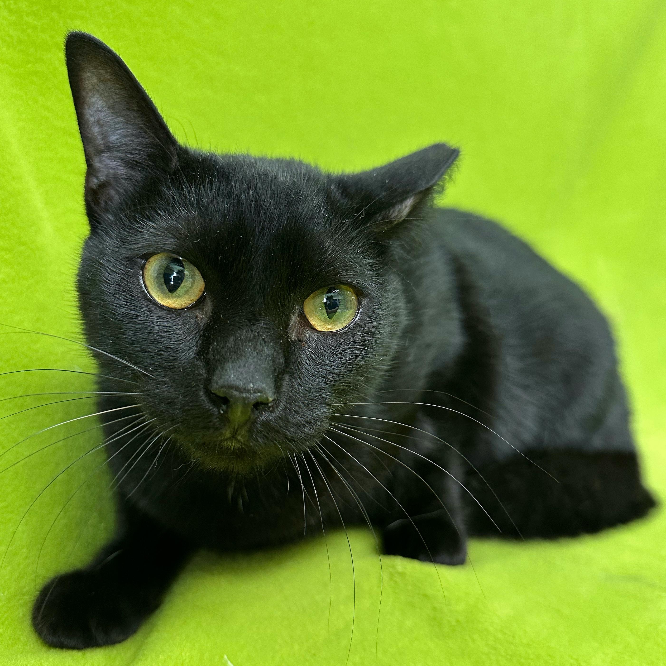 Enlarge Kelp, an adopted Domestic Short Hair in Valdosta, GA image 2/2