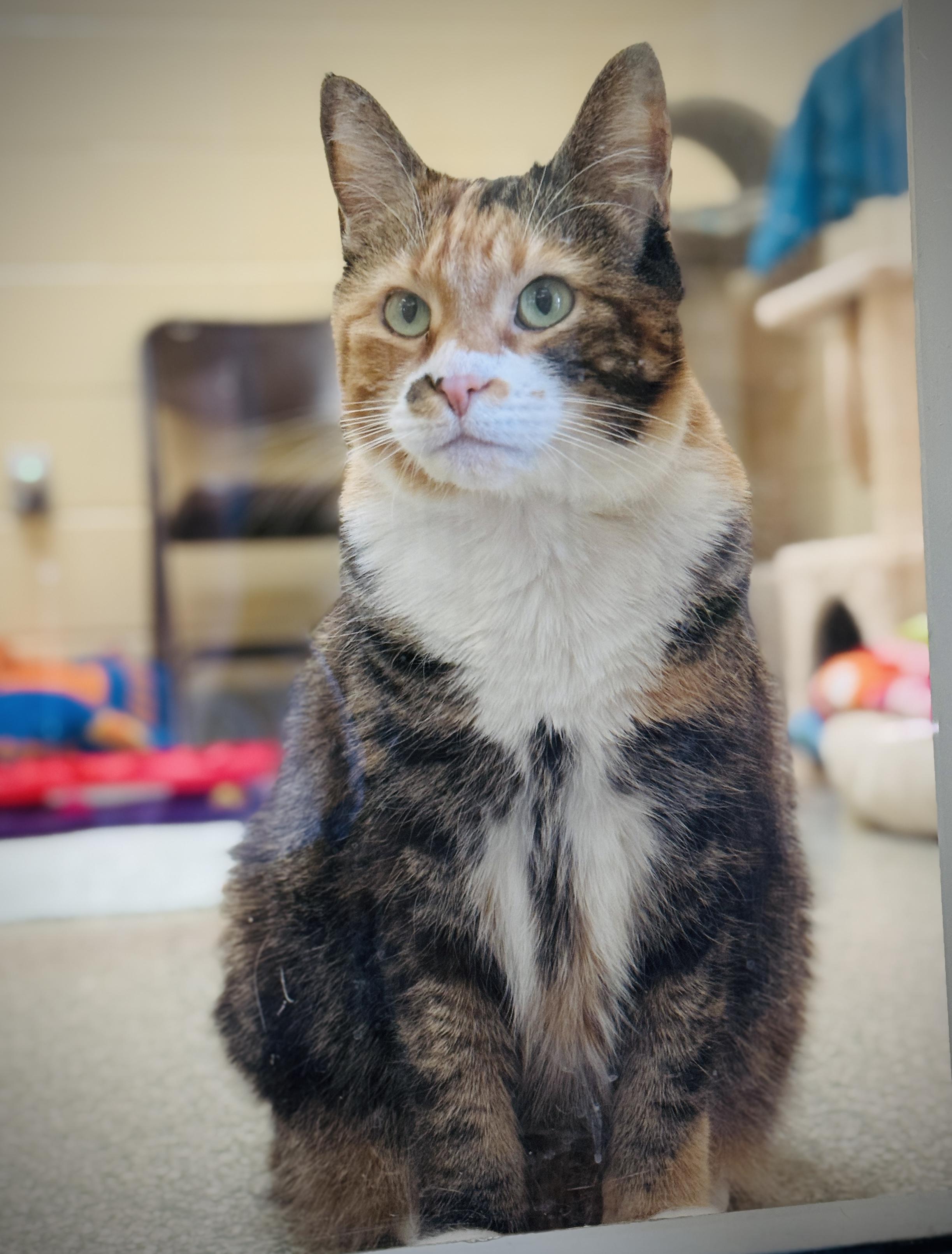 Taffy, Adoptable, Senior Female Domestic Medium Hair.