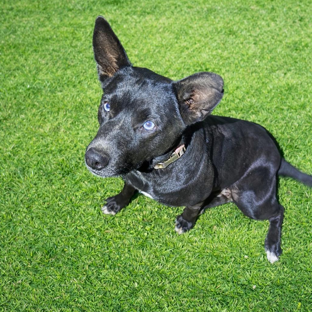 Harley, a Adoptable Mixed Breed in Escondido, CA image 2/2