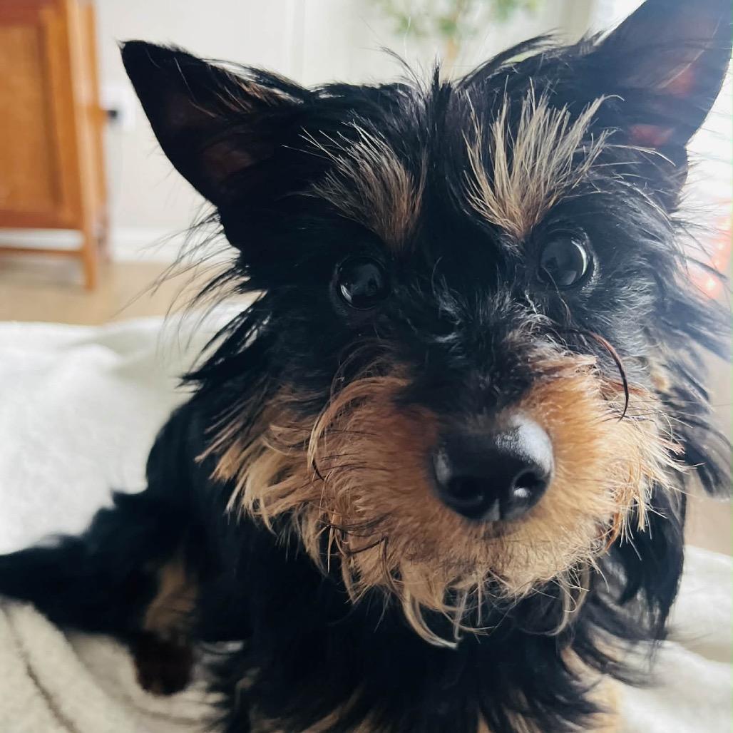 Gazpacho, Adoptable, Young Male Yorkshire Terrier.