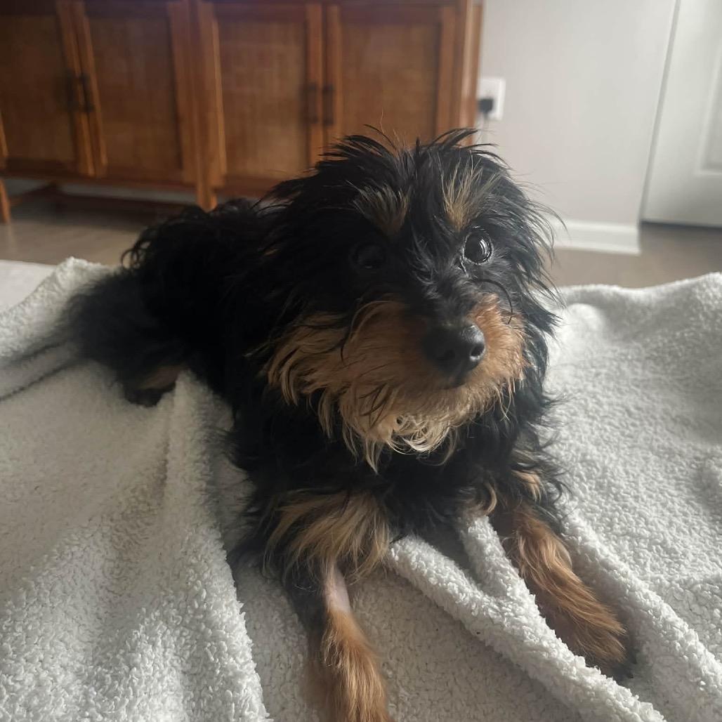 Enlarge Gazpacho, a Adoptable Yorkshire Terrier in Arlington, VA image 2/3