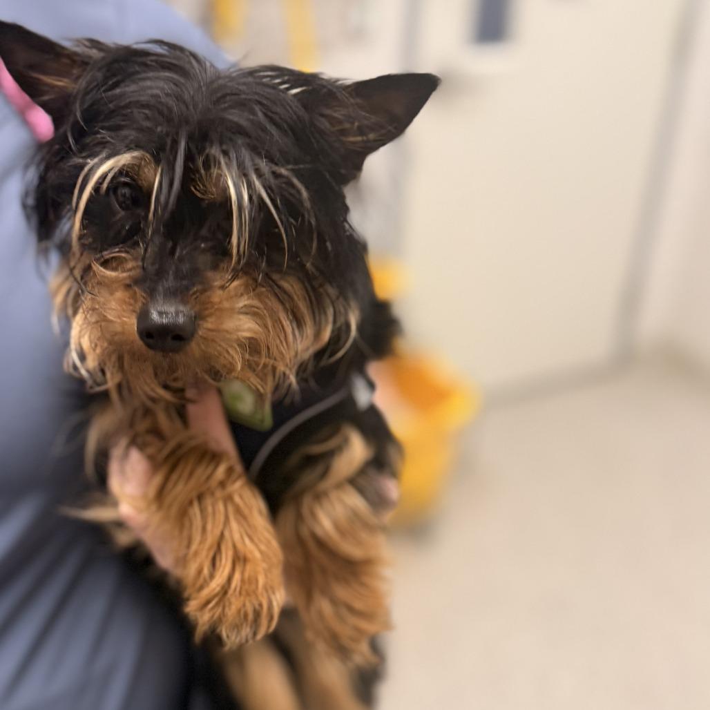 Enlarge Gazpacho, a Adoptable Yorkshire Terrier in Arlington, VA image 3/3