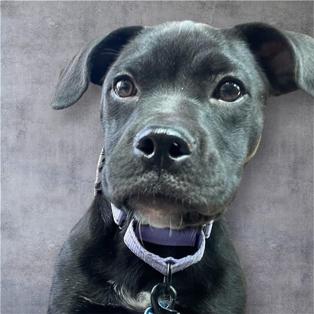 Buckles, Adoptable, Puppy Female Labrador Retriever & Pit Bull Terrier.
