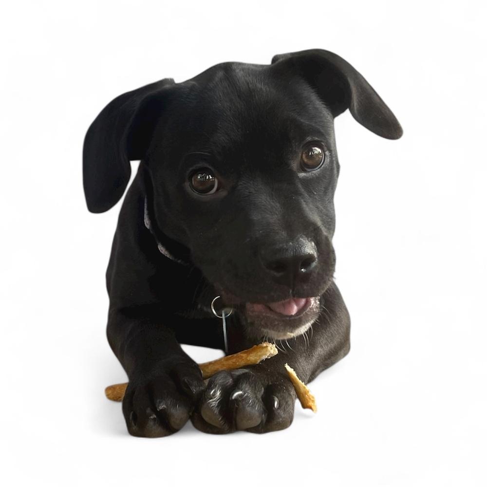 Buckles, a Adoptable mixed breed in Plymouth, MN image 2/6