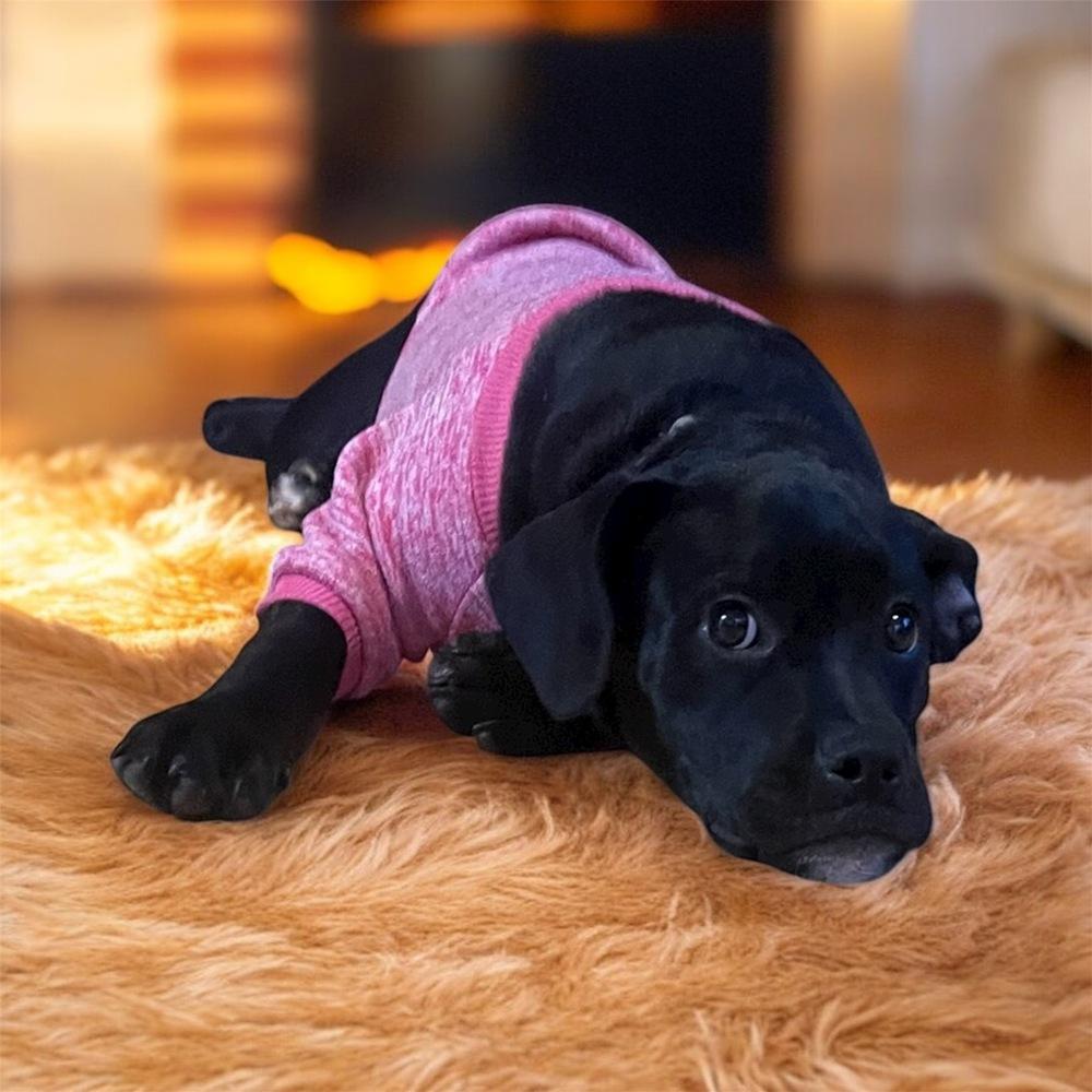 Buckles, a Adoptable mixed breed in Plymouth, MN image 3/6