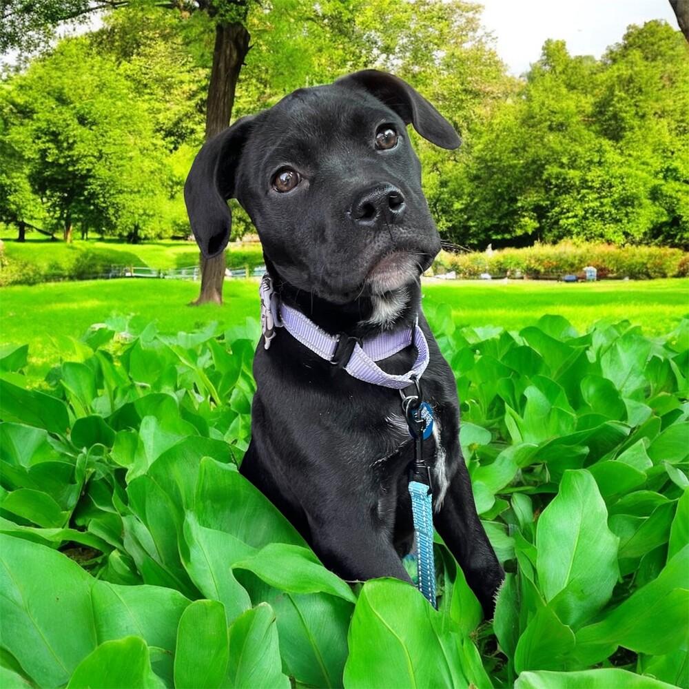 Buckles, a Adoptable mixed breed in Plymouth, MN image 4/6