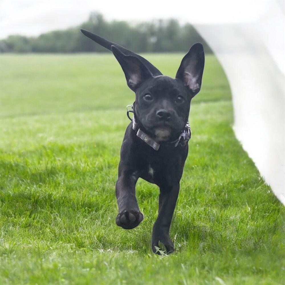 Buckles, a Adoptable mixed breed in Plymouth, MN image 6/6