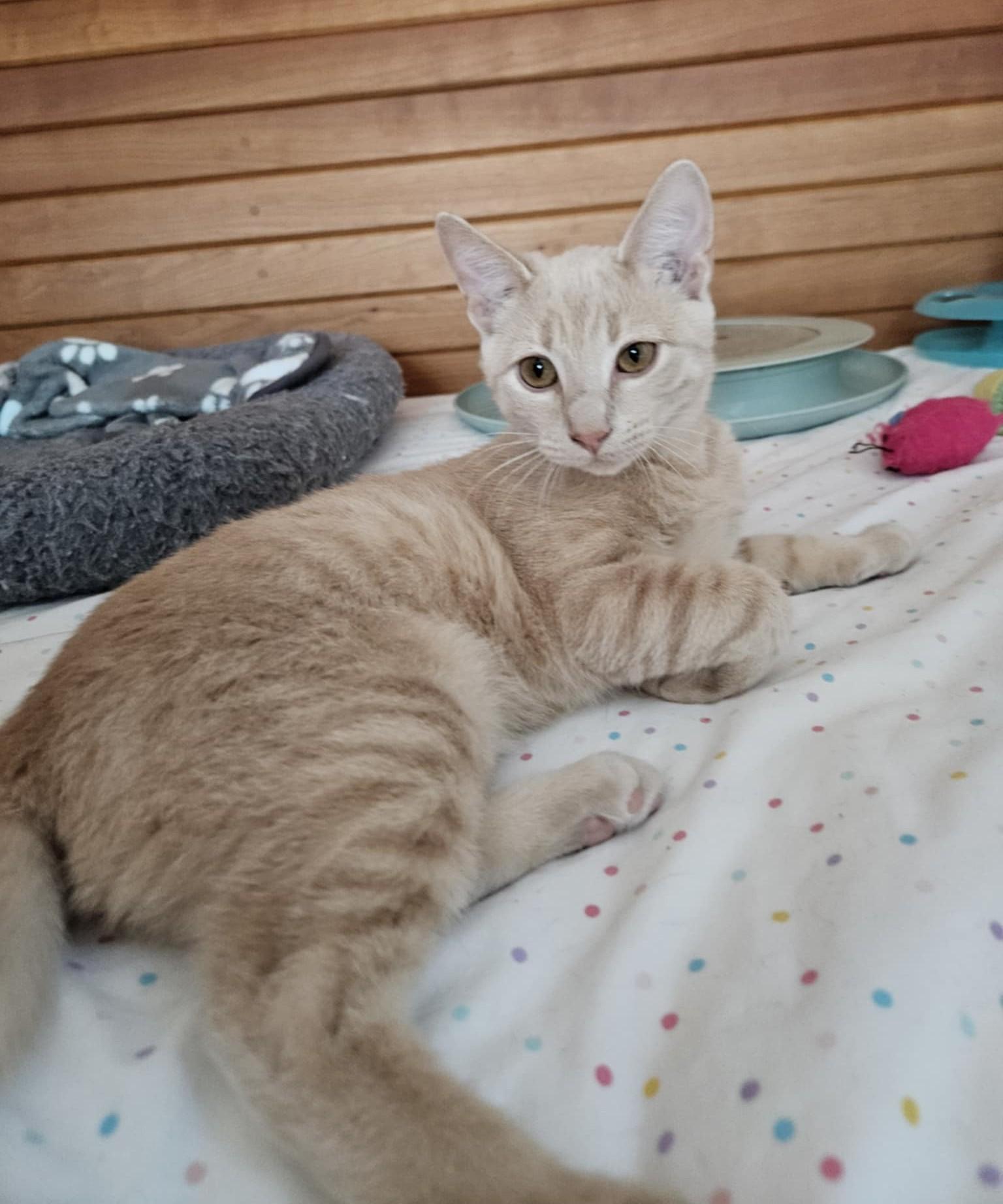 Batman, Adoptable, Kitten Male Domestic Short Hair.