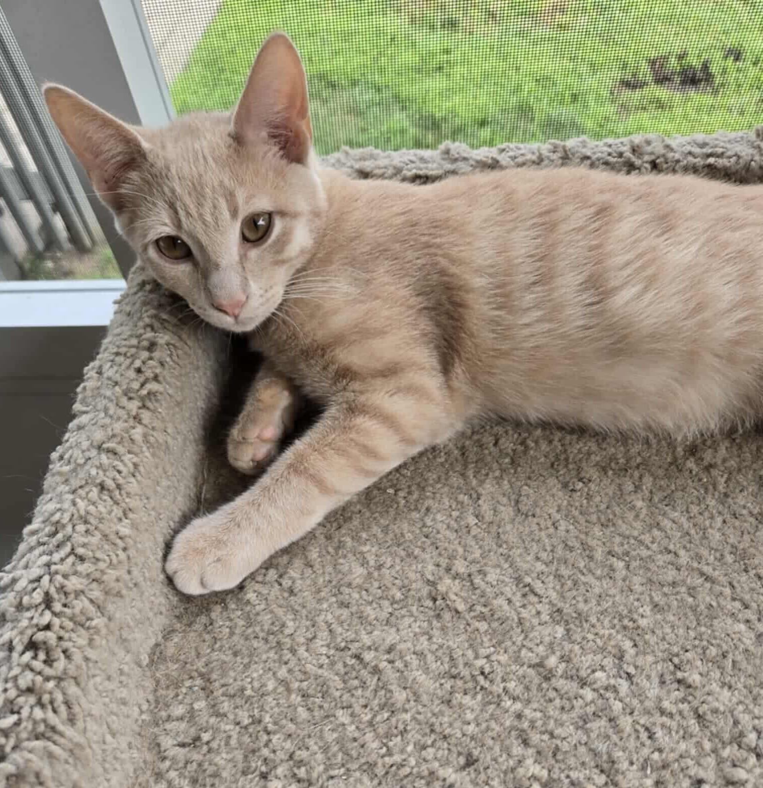 Enlarge Batman, a Adoptable Domestic Short Hair in Overland Park, KS image 2/2