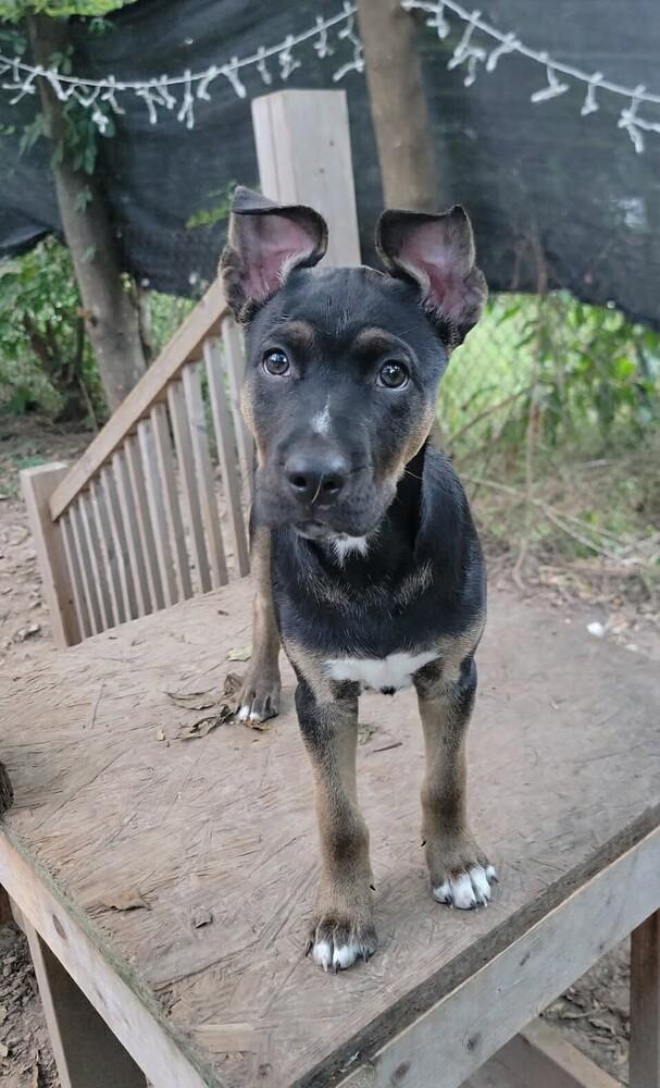 Root Beer, Adoptable, Puppy Male Husky & Pit Bull Terrier.