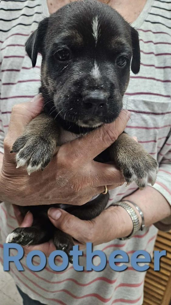 Enlarge Root Beer, a Adoptable mixed breed in Peoria, IL image 2/3
