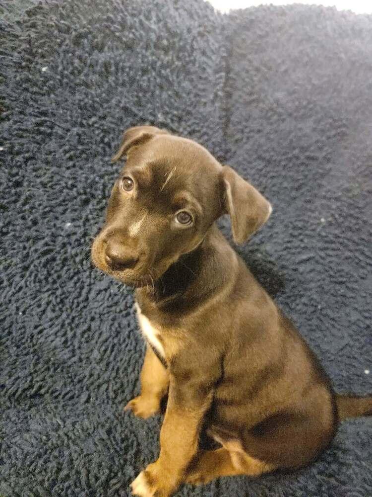 Enlarge Root Beer, a Adoptable mixed breed in Peoria, IL image 3/3