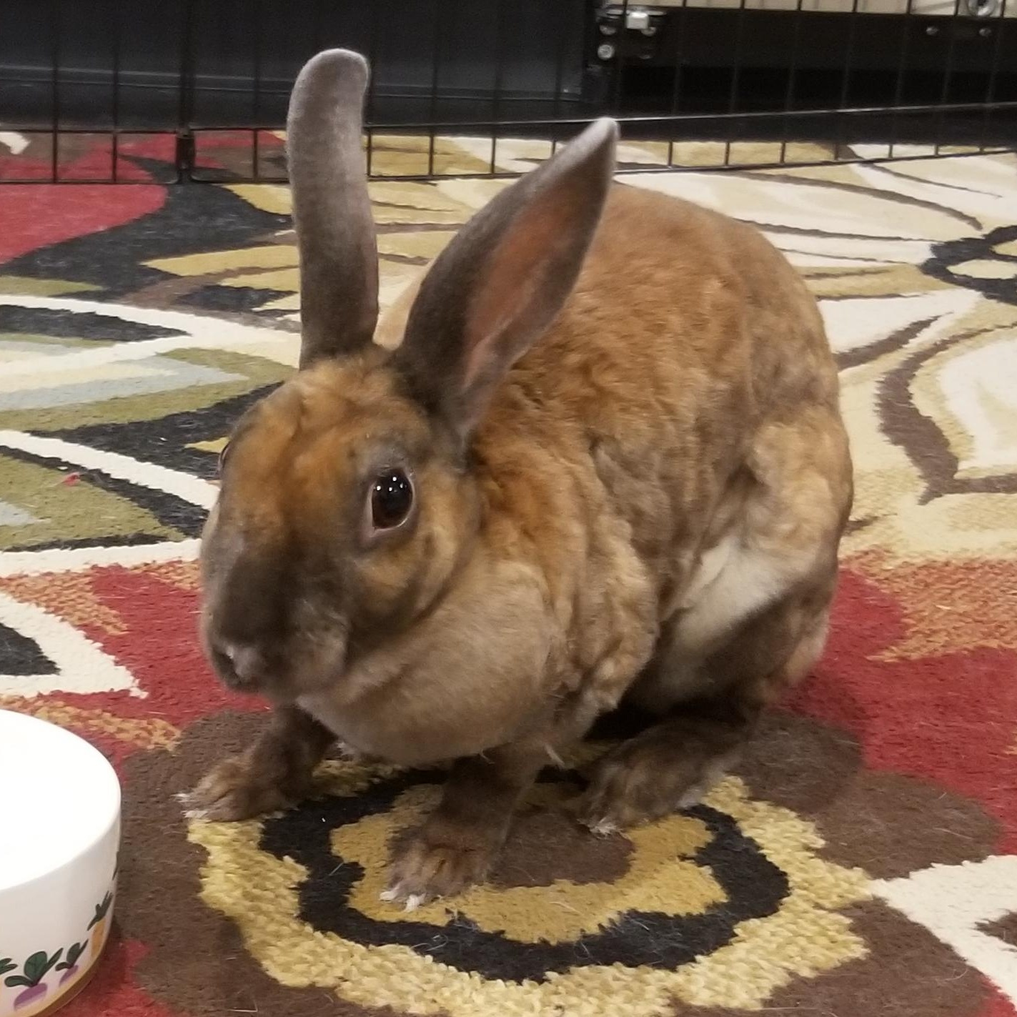 Enlarge Chili Pepper, a Adopted Mini Rex in Teaneck, NJ image 1/5
