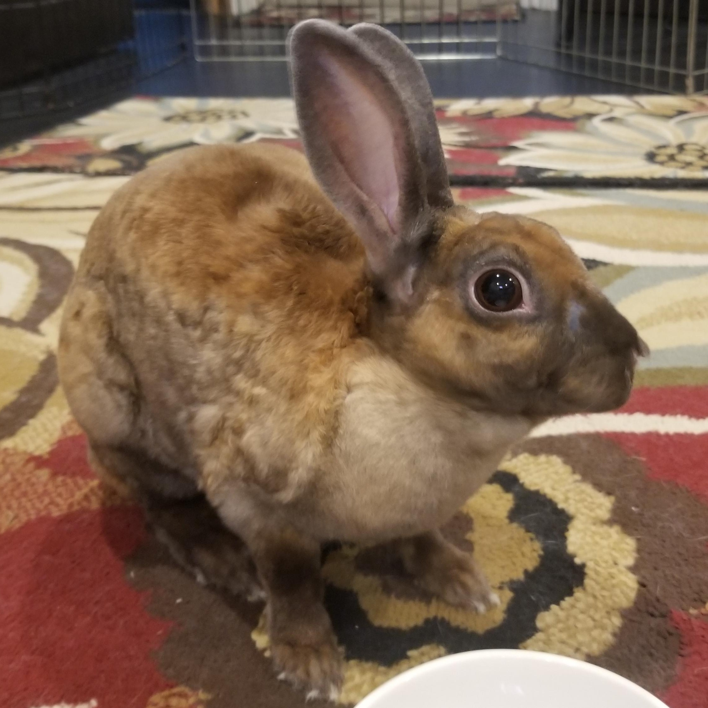 Enlarge Chili Pepper, a Adopted Mini Rex in Teaneck, NJ image 4/5
