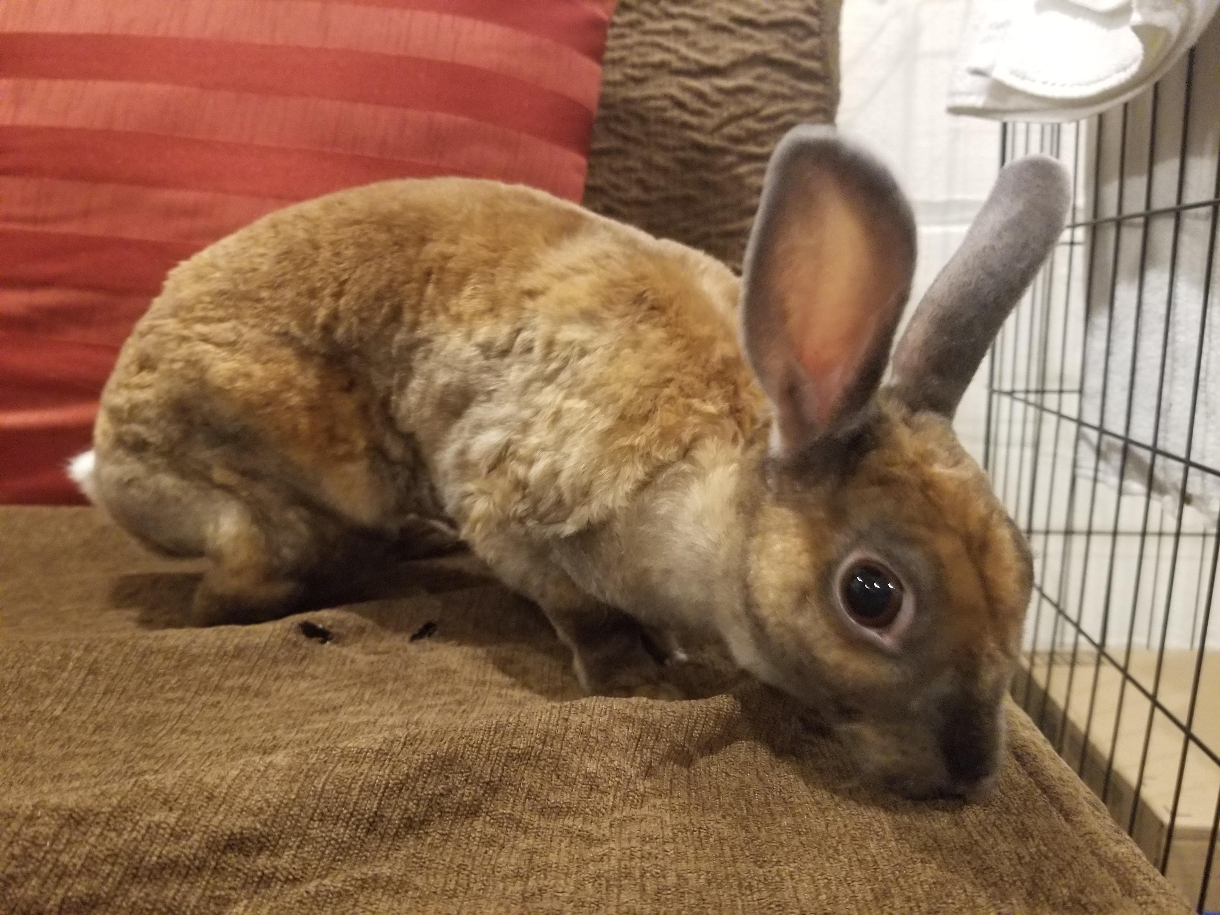 Enlarge Chili Pepper, a Adopted Mini Rex in Teaneck, NJ image 3/5