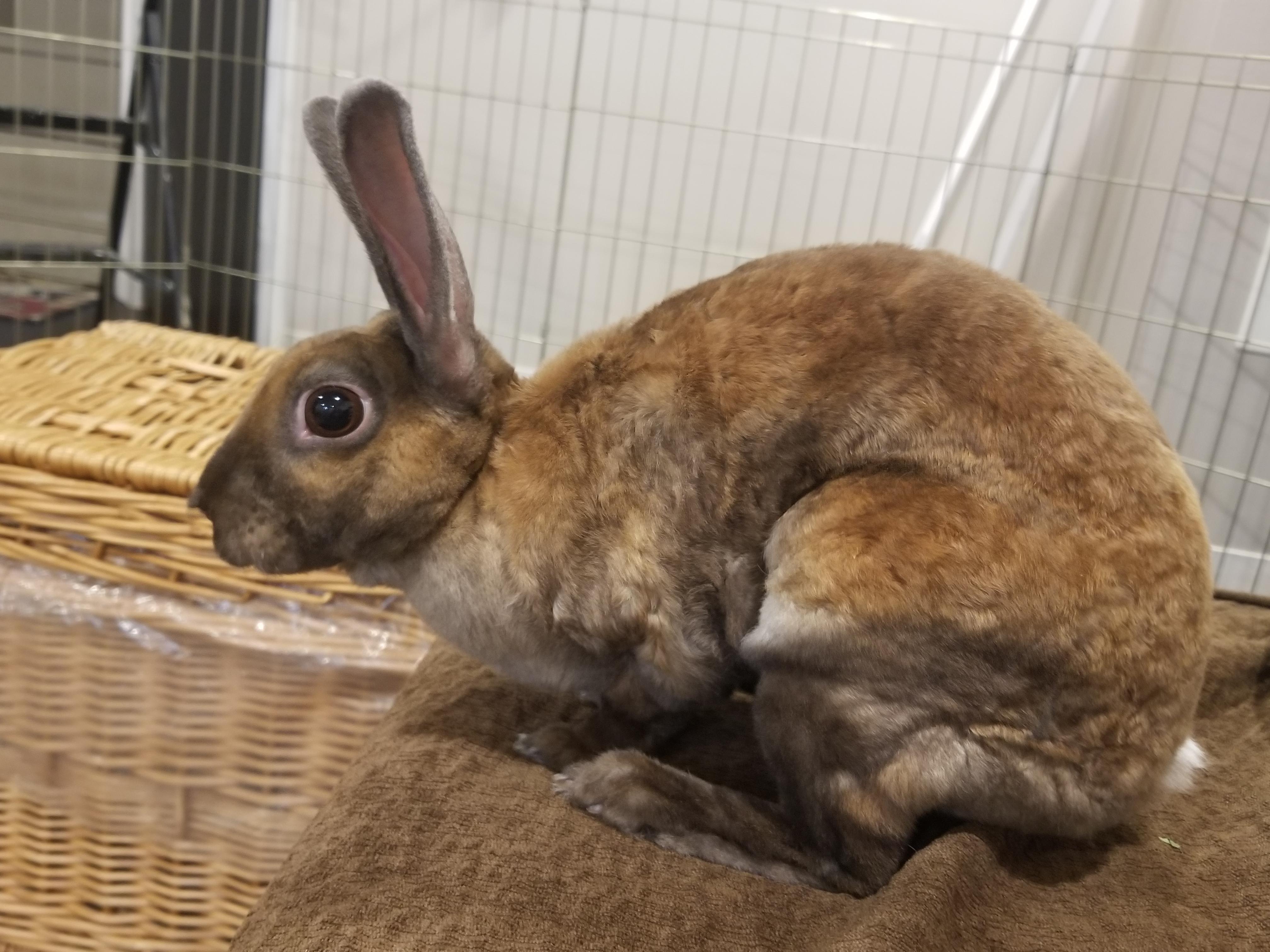 Enlarge Chili Pepper, a Adopted Mini Rex in Teaneck, NJ image 5/5