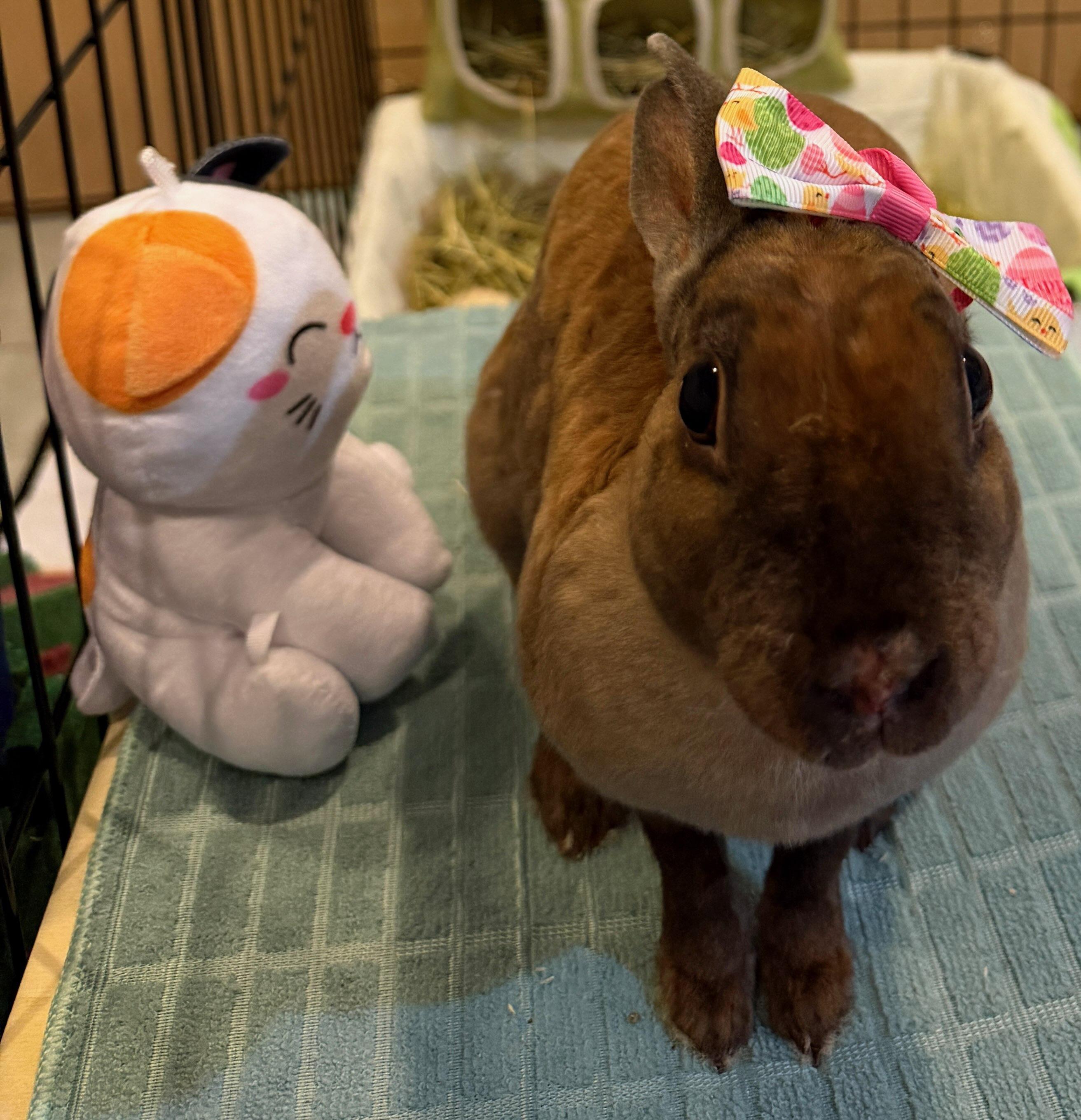 Enlarge Chili Pepper, a Adopted Mini Rex in Teaneck, NJ image 2/5