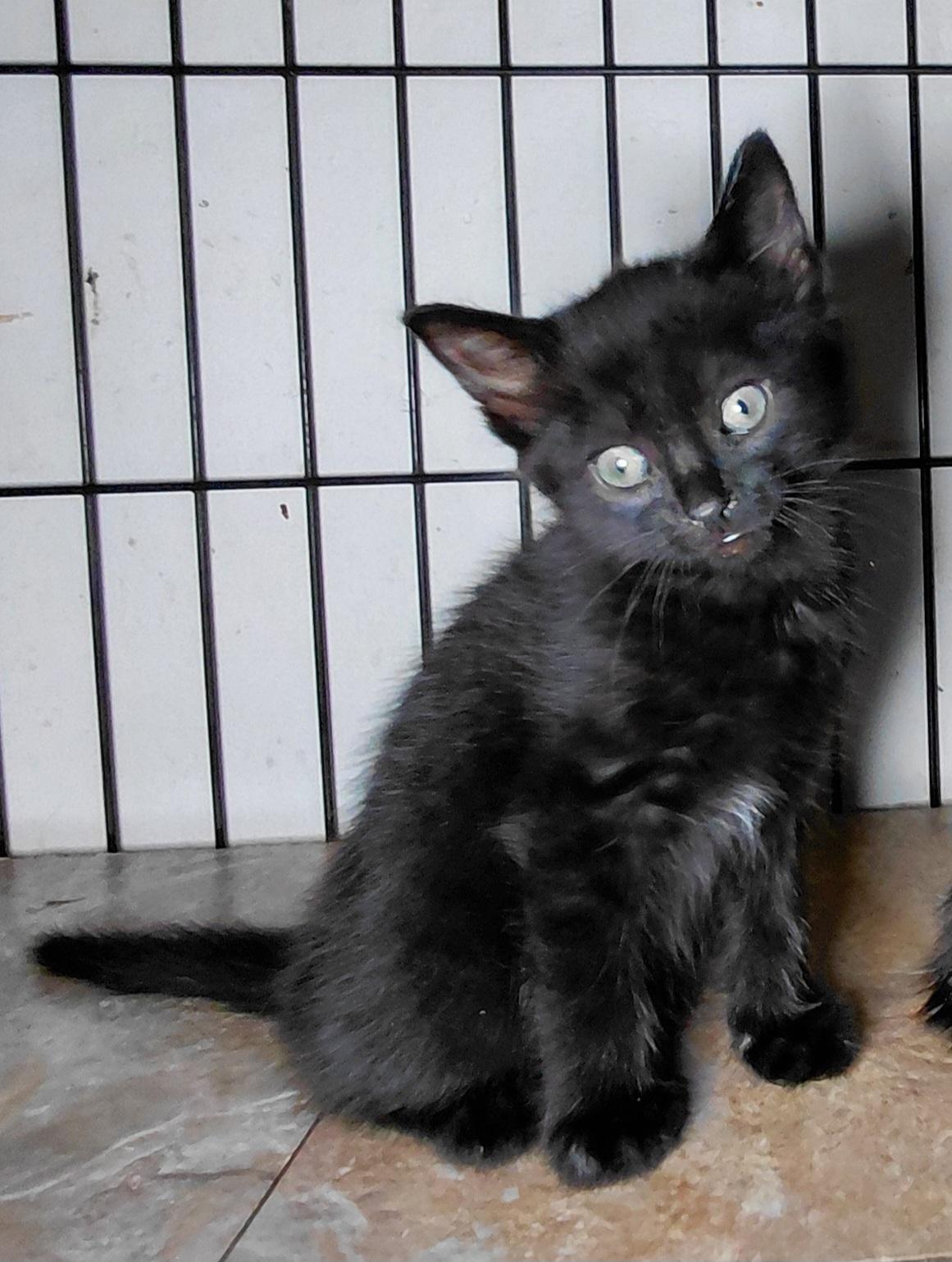 Babka, ADOPTABLE, Kitten Female Domestic Short Hair.